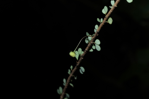 Phyllanthus microcladus, 2026-04-12