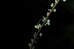 Phyllanthus microcladus, photograph (c) Greg Tasney, some rights reserved (CC BY-SA)