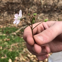 Claytonia virginica