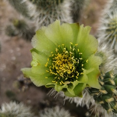 Cylindropuntia bigelovii ciribe