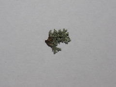 Ramalina europaea