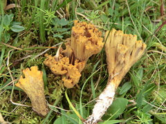 Ramaria broomei