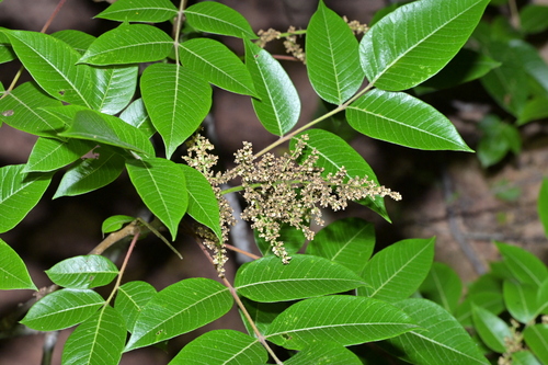 Rhus punjabensis