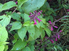 Salvia carnea