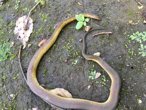 Peters' Odd-scaled Snake