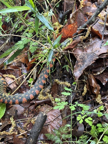 Tiger Keelback
