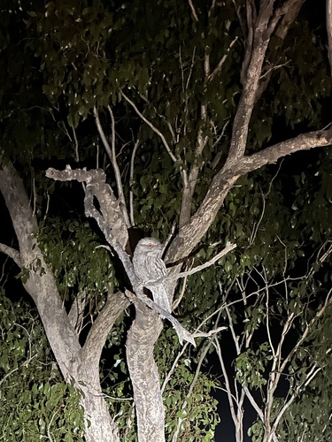 Tawny Frogmouth