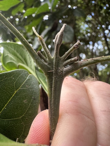 Rhodomyrtus macrocarpa observed 2026-04-13