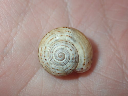 Iberus splendidus