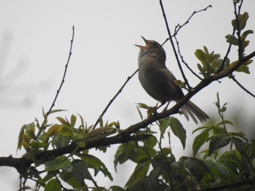 Brownish-flanked Bush Warbler