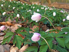 Anemonoides nemorosa