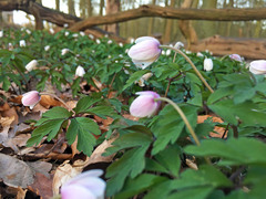 Anemonoides nemorosa