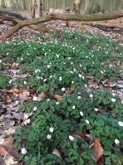 Anemonoides nemorosa