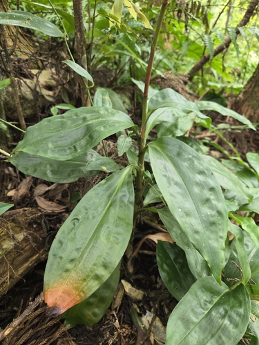 giant jewel orchid (Goodyera rubicunda)