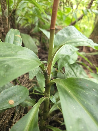 Goodyera rubicunda, photograph 2