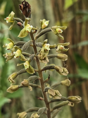 Goodyera rubicunda, photograph 3