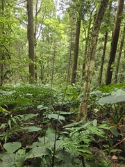 Goodyera rubicunda, photograph (c) jimmy, some rights reserved (CC BY)