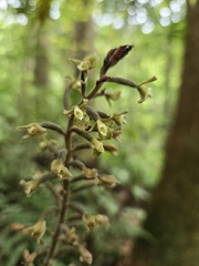 Goodyera rubicunda, photograph (c) jimmy, some rights reserved (CC BY)