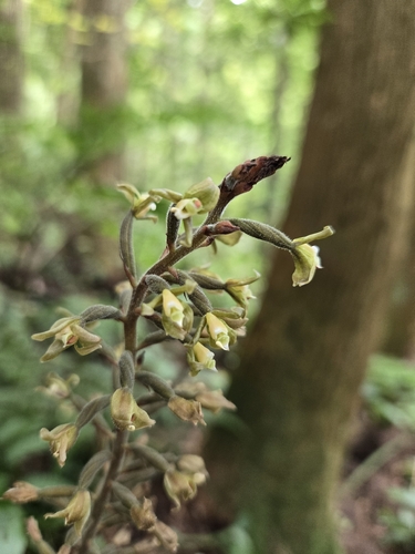 Goodyera rubicunda, photograph 6