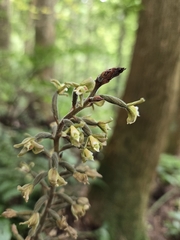 Goodyera rubicunda, photograph (c) jimmy, some rights reserved (CC BY)