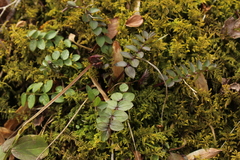 Polemonium reptans reptans