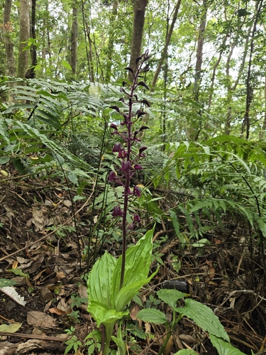Liparis gigantea, photograph 1