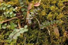 Polemonium reptans reptans