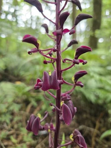 Liparis gigantea, photograph 2