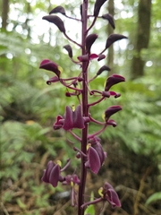 Liparis gigantea, photograph (c) jimmy, some rights reserved (CC BY)