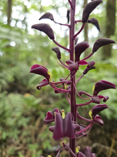 Liparis gigantea, photograph 4