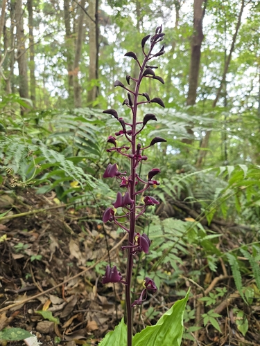 Liparis gigantea, photograph 5