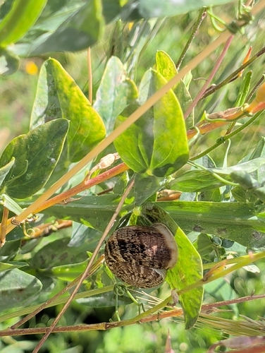 Cornu aspersum
