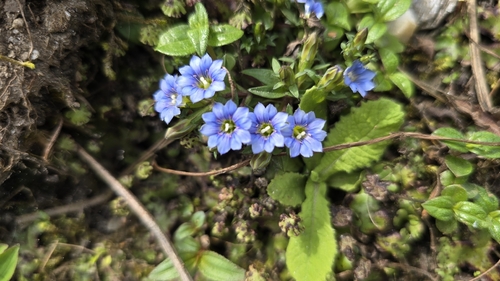 Gentiana pedicellata (Gentiana pedicellata)
