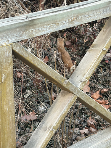 Siberian Weasel