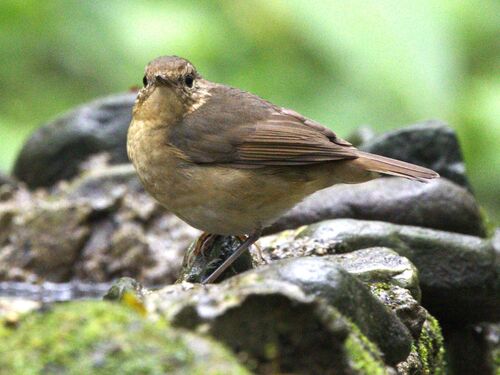 Indian Blue Robin