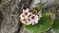 (c) Jakkarin Burananit, some rights reserved (CC BY) Bergenia pacumbis, photograph (c) Jakkarin Burananit, some rights reserved (CC BY)