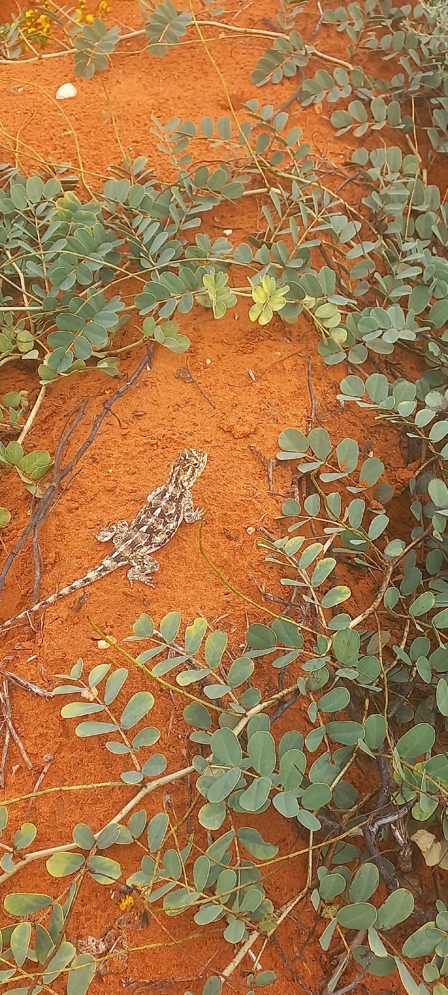 Agama aculeata Merrem, 1820