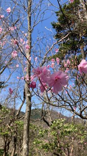 Rhododendron pentaphyllum iNat (2)