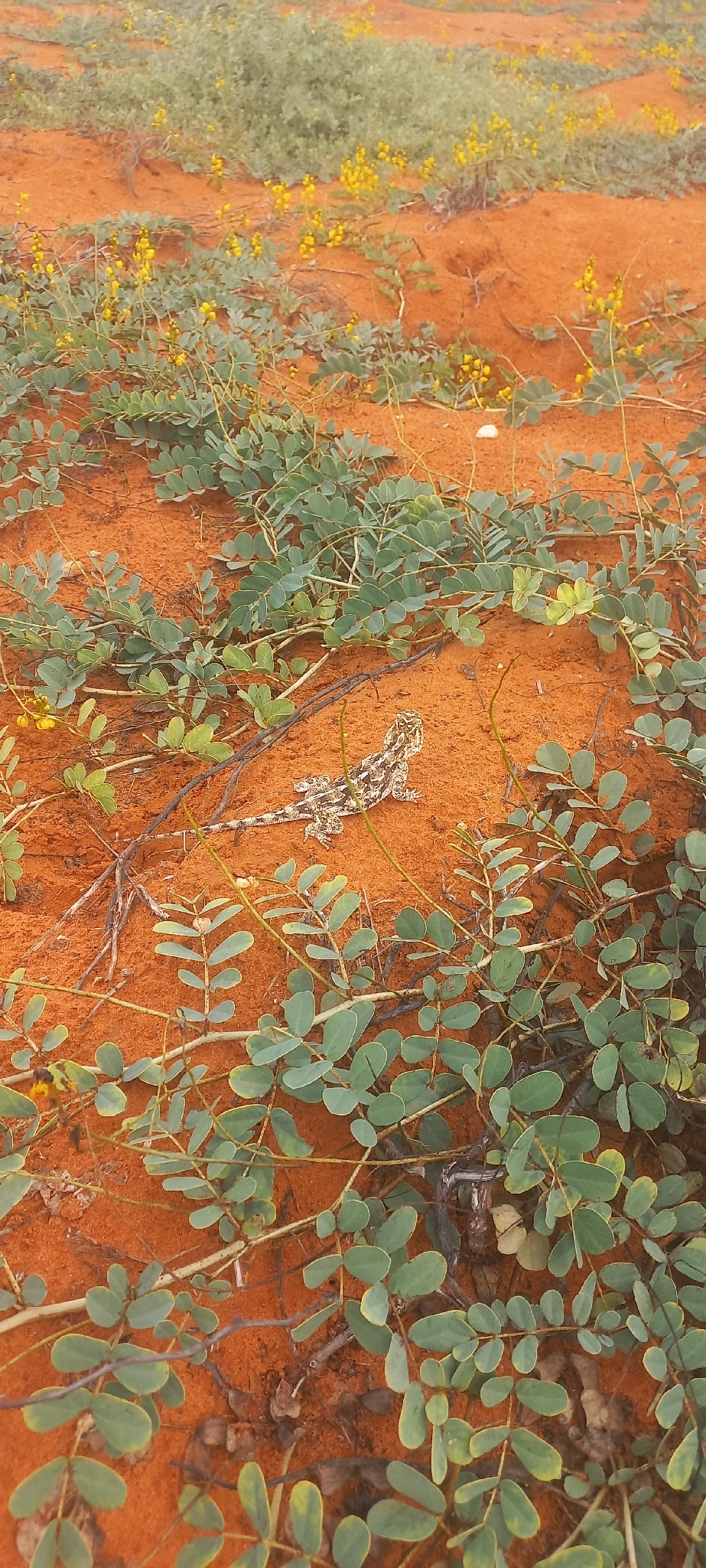 Agama aculeata Merrem, 1820