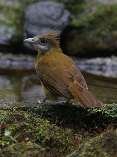 White-throated Bulbul