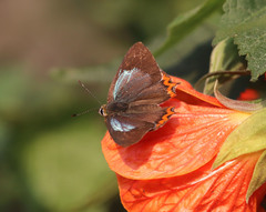 Heliophorus
