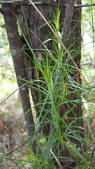 Dracophyllum sinclairii