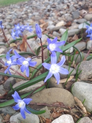 Scilla luciliae
