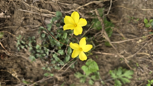 Reinwardtia indica (Reinwardtia indica)