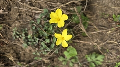 Reinwardtia indica, photograph (c) Jakkarin Burananit, some rights reserved (CC BY)
