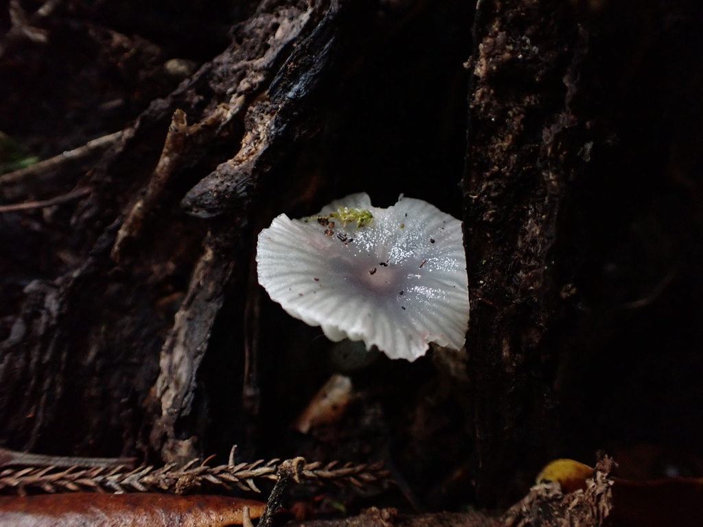 Gliophorus lilacipes