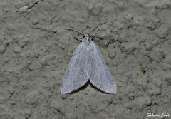 Lithostege palaestinensis
