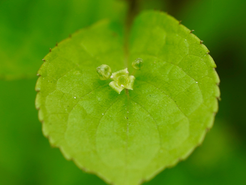 Helwingia japonica iNat (3)