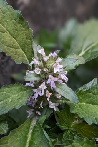 Ajuga taiwanensis, photograph 4