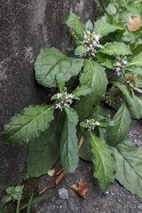 (c) 許文俊, some rights reserved (CC BY-SA) Ajuga taiwanensis, photograph (c) 許文俊, some rights reserved (CC BY-SA)